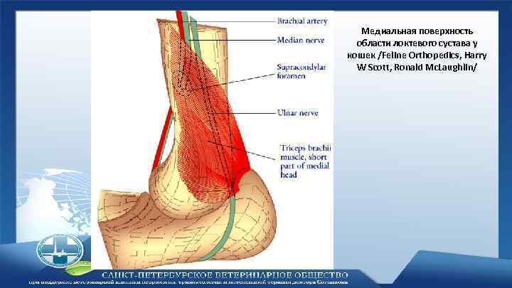 Медиальная поверхность области локтевого сустава у кошек /Feline Orthopedics, Harry W Scott, Ronald Mc.