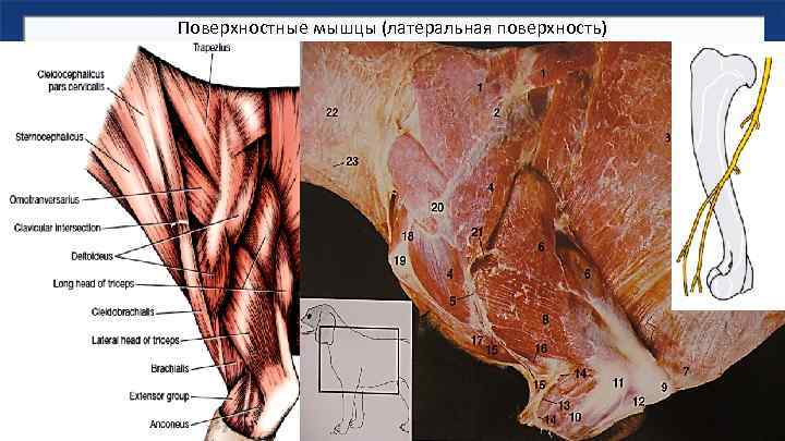 Поверхностные мышцы (латеральная поверхность) подмышечная в. подкожная в. плеча (15) срединная кожная в. лучевой