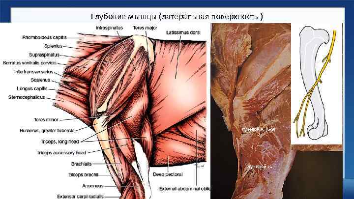 Глубокие мышцы (латеральная поверхность ) лучевой н. (6 -9) лучевой н. 