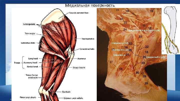 Медиальная поверхность срединный и локтевой н. (24) плечевая а. (32) локтевой н. (25) плечевая