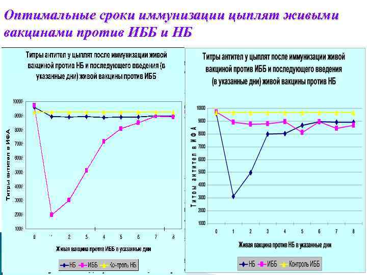 Оптимальные сроки иммунизации цыплят живыми вакцинами против ИББ и НБ 