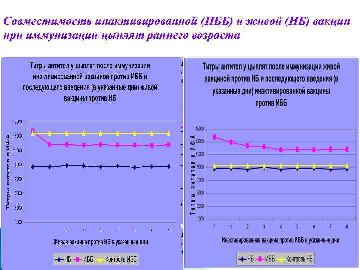 Совместимость инактивированной (ИББ) и живой (НБ) вакцин при иммунизации цыплят раннего возраста 