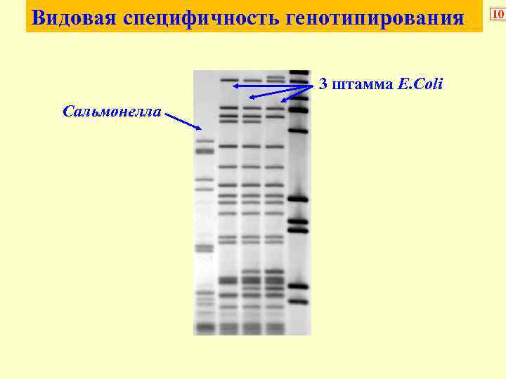 Видовая специфичность генотипирования 3 штамма E. Coli Сальмонелла 10 