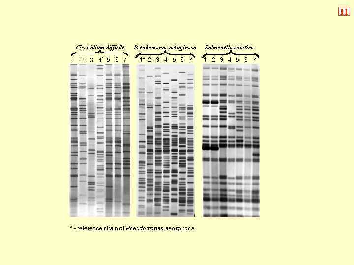 11 Clostridium difficile 1 2 3 4* 5 6 7 Pseudomonas aeruginosa Salmonella enterica