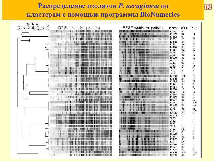 Распределение изолятов P. aeruginosa по кластерам с помощью программы Bio. Numerics 13 