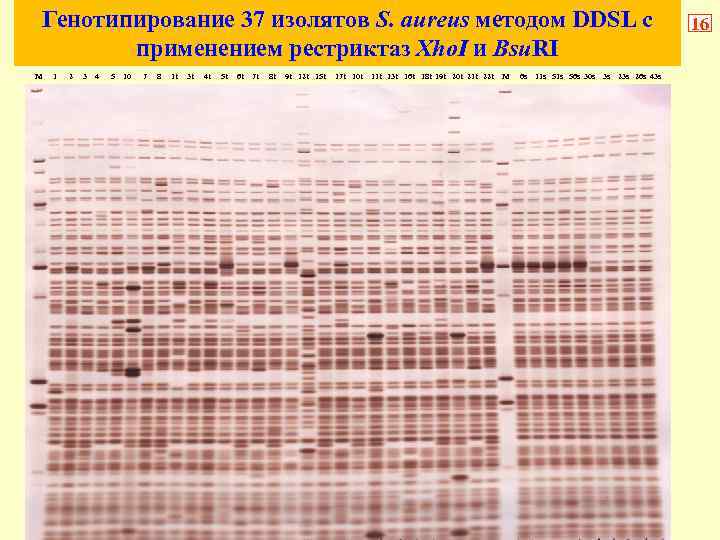 Генотипирование 37 изолятов S. aureus методом DDSL c применением рестриктаз Xho. I и Bsu.