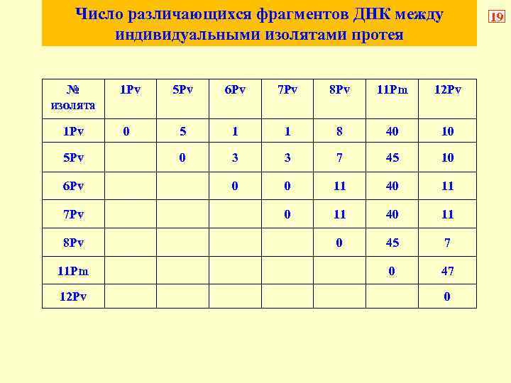 Число различающихся фрагментов ДНК между индивидуальными изолятами протея № изолята 1 Pv 5 Pv