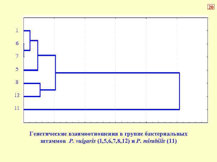 20 1 6 7 5 8 12 11 Генетические взаимоотношения в группе бактериальных штаммов