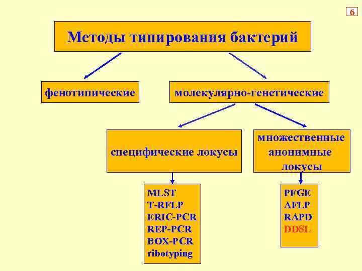 6 Методы типирования бактерий фенотипические молекулярно-генетические специфические локусы MLST T-RFLP ERIC-PCR REP-PCR BOX-PCR ribotyping