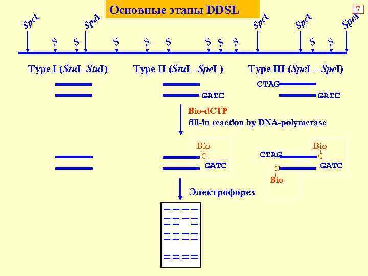 e Sp I e Sp S I S Type I (Stu. I–Stu. I) Основные