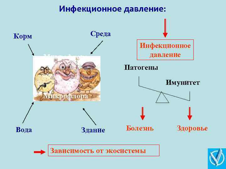 Инфекционное давление: Среда Корм Микрофлора Инфекционное давление Патогены Имунитет Микрофлора Вода Здание Болезнь Зависимость