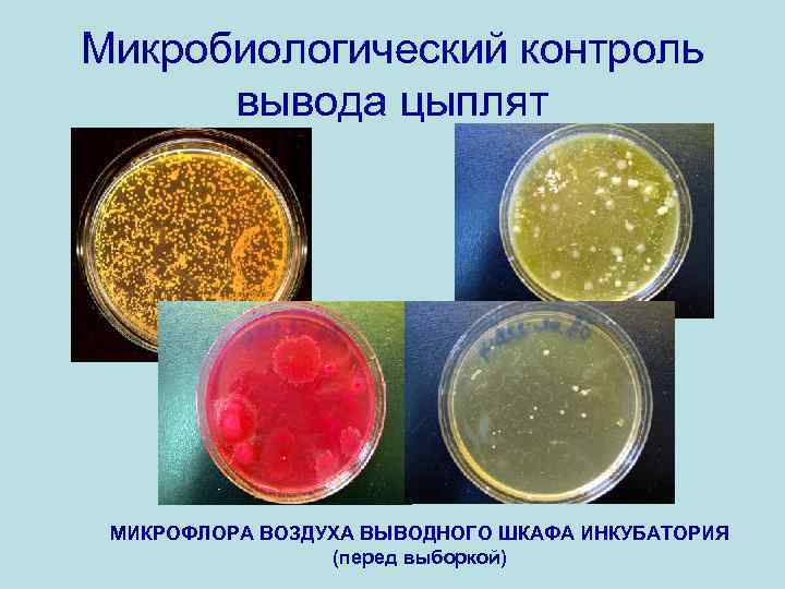 Микробиологический контроль вывода цыплят МИКРОФЛОРА ВОЗДУХА ВЫВОДНОГО ШКАФА ИНКУБАТОРИЯ (перед выборкой) 