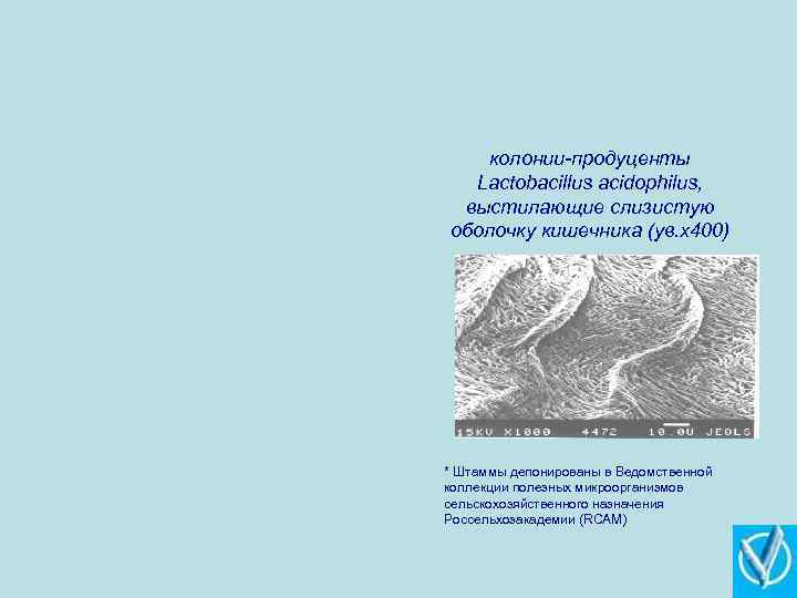 колонии-продуценты Lactobacillus acidophilus, выстилающие слизистую оболочку кишечника (ув. х400) * Штаммы депонированы в Ведомственной