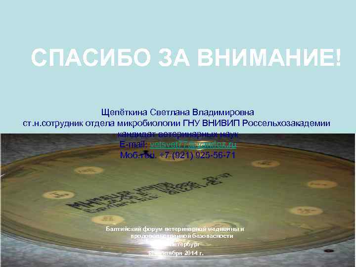 СПАСИБО ЗА ВНИМАНИЕ! Щепёткина Светлана Владимировна ст. н. сотрудник отдела микробиологии ГНУ ВНИВИП Россельхозакадемии