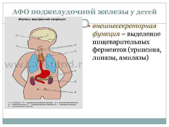 АФО поджелудочной железы у детей внешнесекреторная функция – выделение пищеварительных ферментов (трипсина, липазы, амилазы)