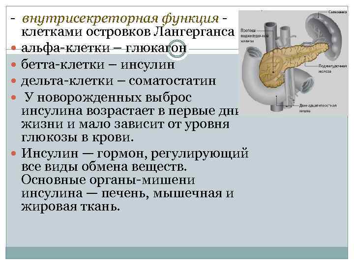 - внутрисекреторная функция клетками островков Лангерганса альфа-клетки – глюкагон бетта-клетки – инсулин дельта-клетки –