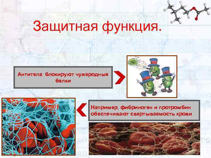 Защитная функция. Антитела блокируют чужеродные белки Например, фибриноген и протромбин обеспечивают свертываемость крови 