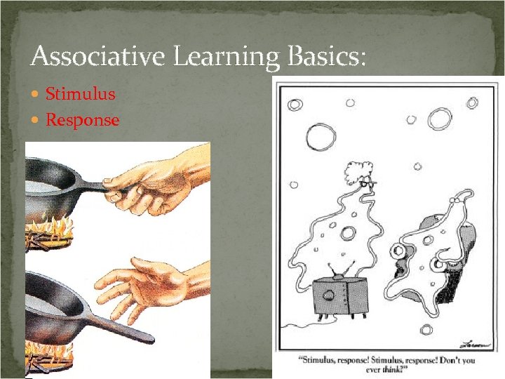 Associative Learning Basics: Stimulus Response 