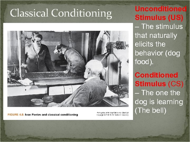 Classical Conditioning Unconditioned Stimulus (US) – The stimulus that naturally elicits the behavior (dog