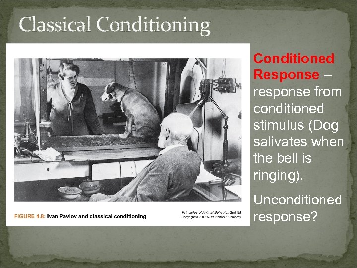 Classical Conditioning Conditioned Response – response from conditioned stimulus (Dog salivates when the bell