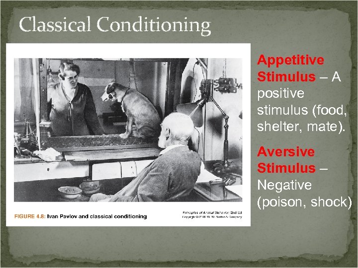 Classical Conditioning Appetitive Stimulus – A positive stimulus (food, shelter, mate). Aversive Stimulus –