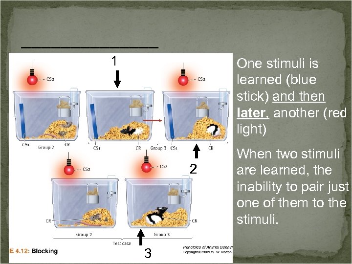 _______ 1 One stimuli is learned (blue stick) and then later, another (red light)