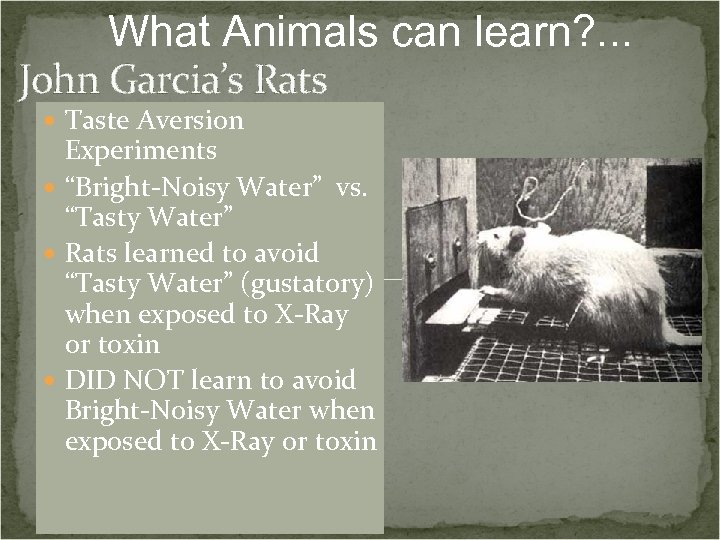What Animals can learn? . . . John Garcia’s Rats Taste Aversion Experiments “Bright-Noisy