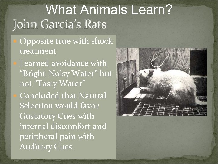 What Animals Learn? John Garcia’s Rats Opposite true with shock treatment Learned avoidance with