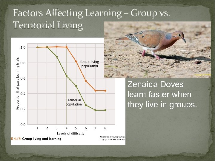 Factors Affecting Learning – Group vs. Territorial Living Zenaida Doves learn faster when they