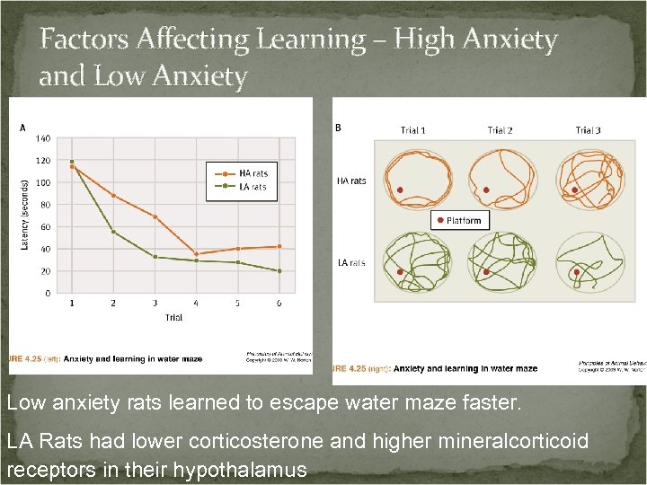Factors Affecting Learning – High Anxiety and Low Anxiety Low anxiety rats learned to