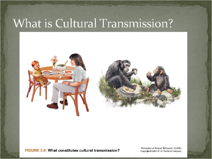 What is Cultural Transmission? 