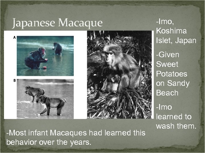 Japanese Macaque -Imo, Koshima Islet, Japan -Given Sweet Potatoes on Sandy Beach -Most infant