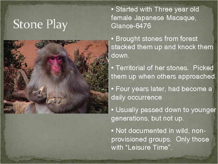 Stone Play • Started with Three year old female Japanese Macaque, Glance-6476 • Brought