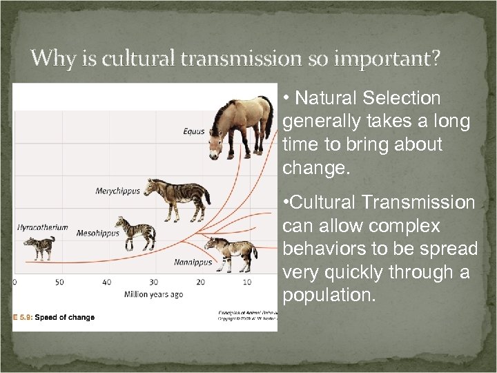 Why is cultural transmission so important? • Natural Selection generally takes a long time