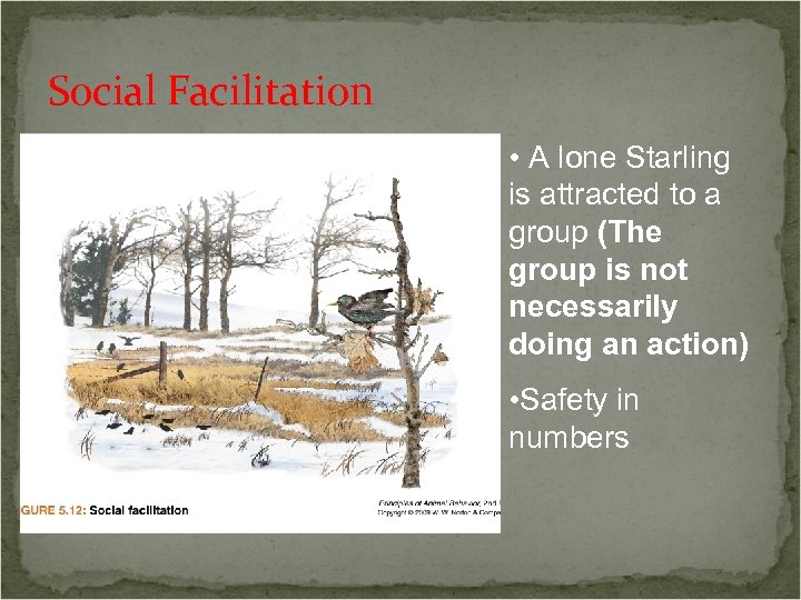 Social Facilitation • A lone Starling is attracted to a group (The group is