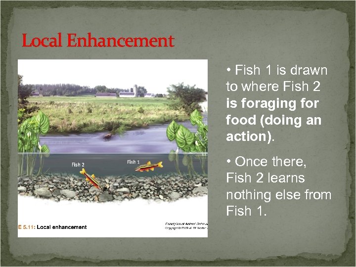 Local Enhancement • Fish 1 is drawn to where Fish 2 is foraging for