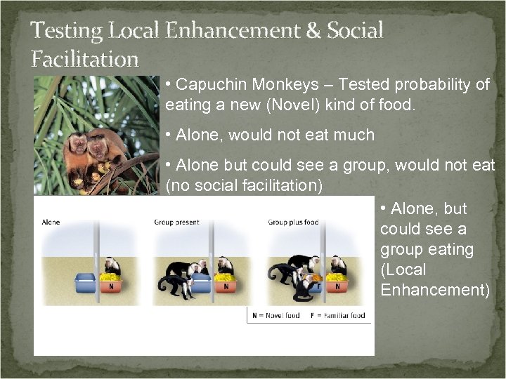 Testing Local Enhancement & Social Facilitation • Capuchin Monkeys – Tested probability of eating