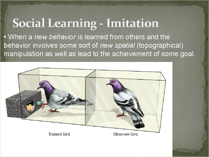 Social Learning - Imitation • When a new behavior is learned from others and