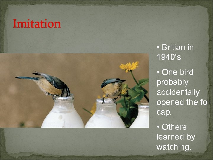 Imitation • Britian in 1940’s • One bird probably accidentally opened the foil cap.