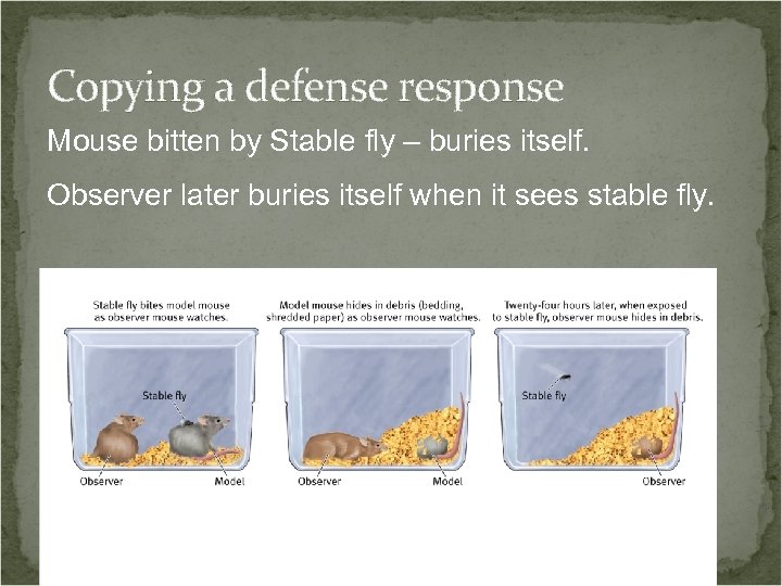 Copying a defense response Mouse bitten by Stable fly – buries itself. Observer later