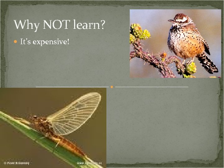 Why NOT learn? It’s expensive! 