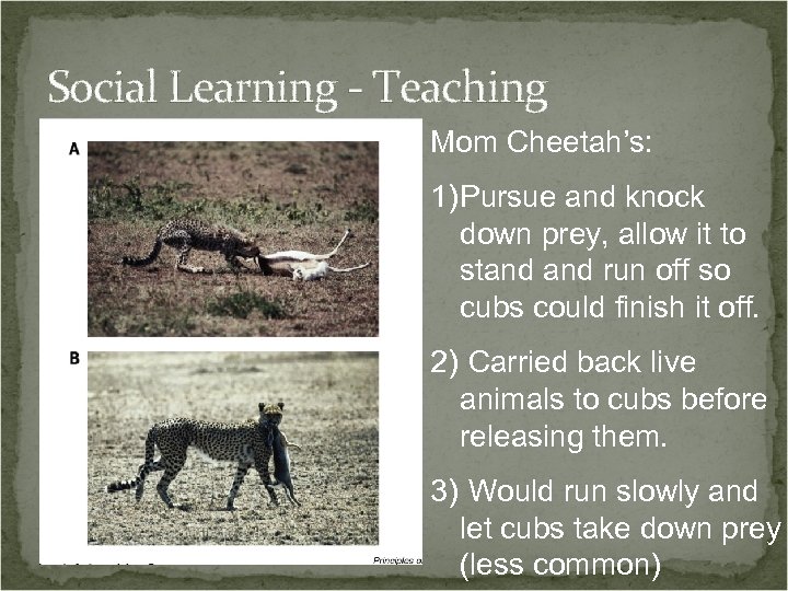 Social Learning - Teaching Mom Cheetah’s: 1) Pursue and knock down prey, allow it