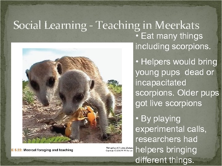 Social Learning - Teaching in Meerkats • Eat many things including scorpions. • Helpers