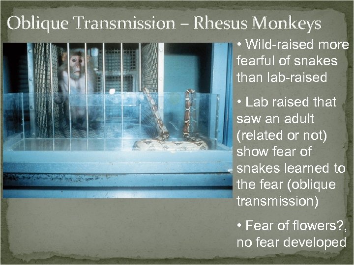 Oblique Transmission – Rhesus Monkeys • Wild-raised more fearful of snakes than lab-raised •