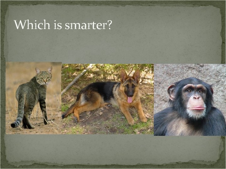 Which is smarter? 