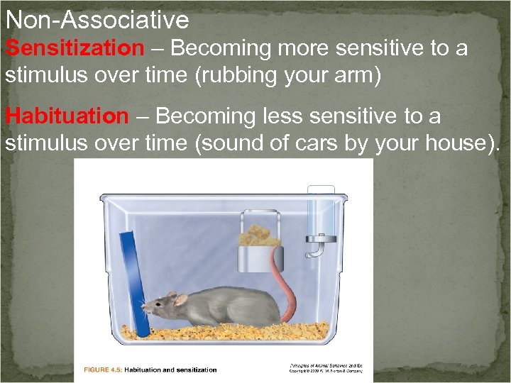 Non-Associative Sensitization – Becoming more sensitive to a stimulus over time (rubbing your arm)