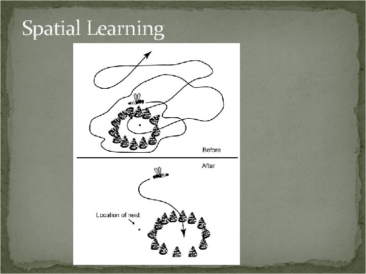Spatial Learning 