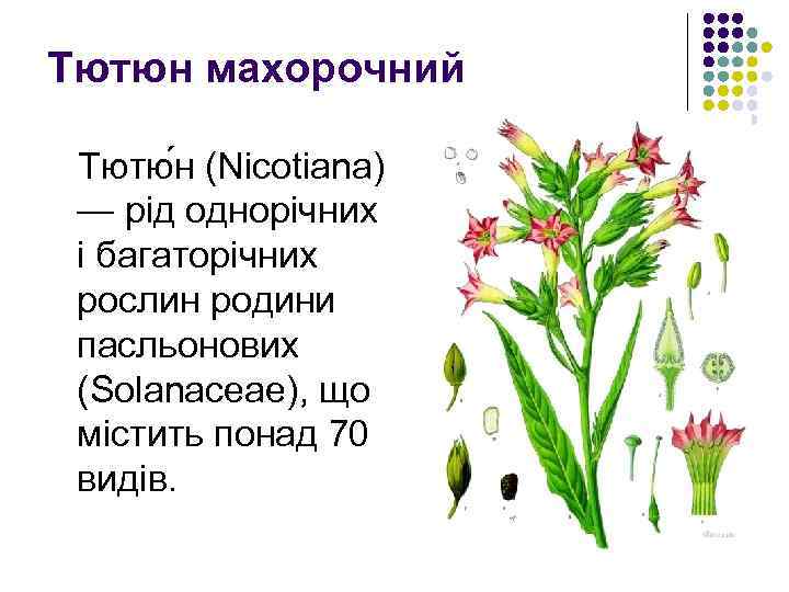 Тютюн махорочний Тютю н (Nicotiana) — рід однорічних і багаторічних рослин родини пасльонових (Solanaceae),
