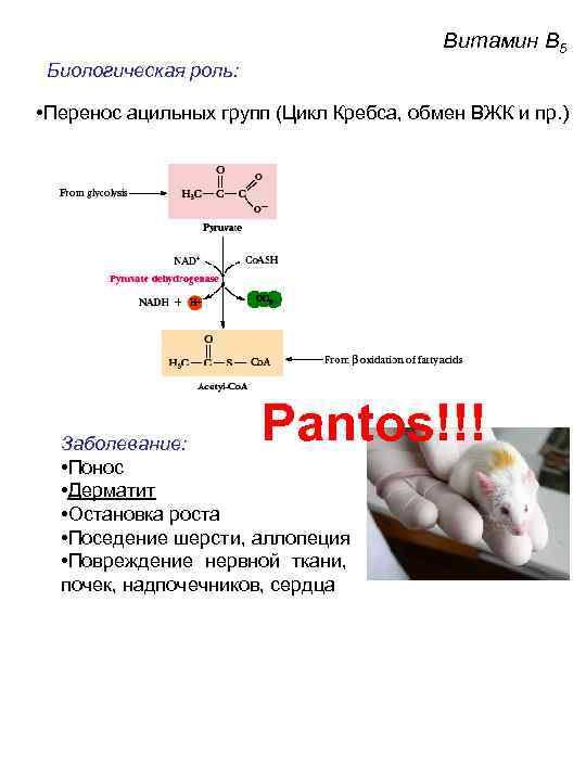 Витамин B 5 Биологическая роль: • Перенос ацильных групп (Цикл Кребса, обмен ВЖК и