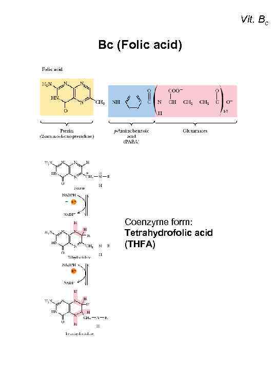 Vit. Bc Вc (Folic acid) Coenzyme form: Tetrahydrofolic acid (THFA) 